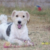 Photo de Fox terrier  poil dur