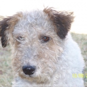 Photo de Fox terrier  poil dur