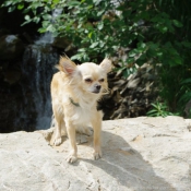 Photo de Chihuahua  poil long