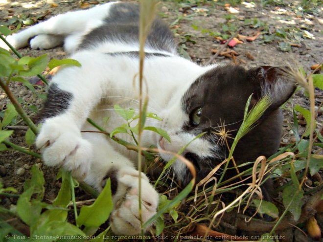 Photo de Chat domestique