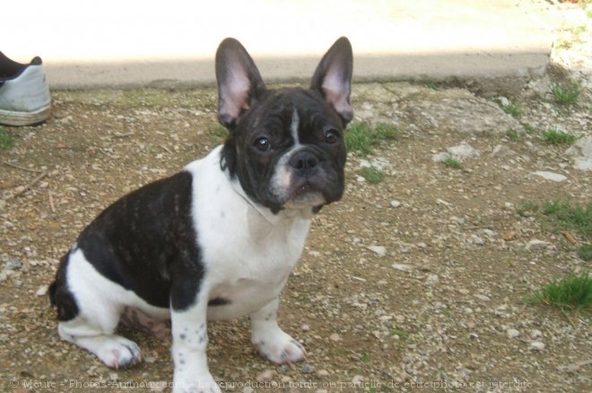 Photo de Bouledogue franais