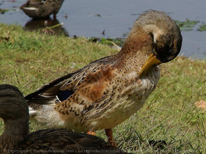 Photo de Canard