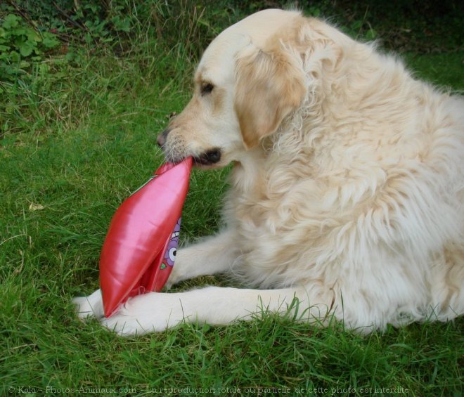 Photo de Golden retriever