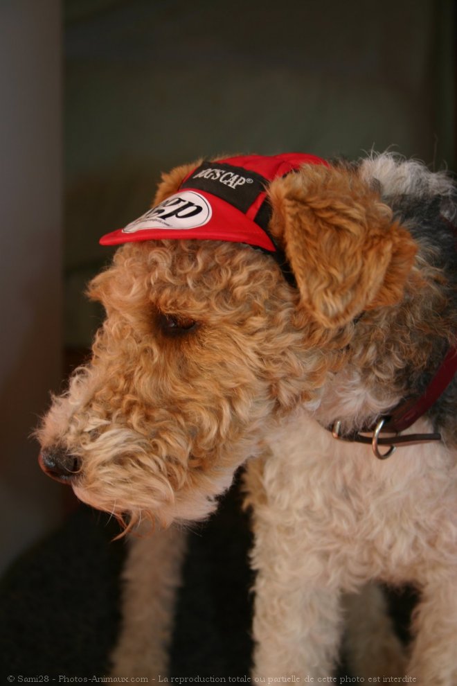 Photo de Fox terrier  poil dur