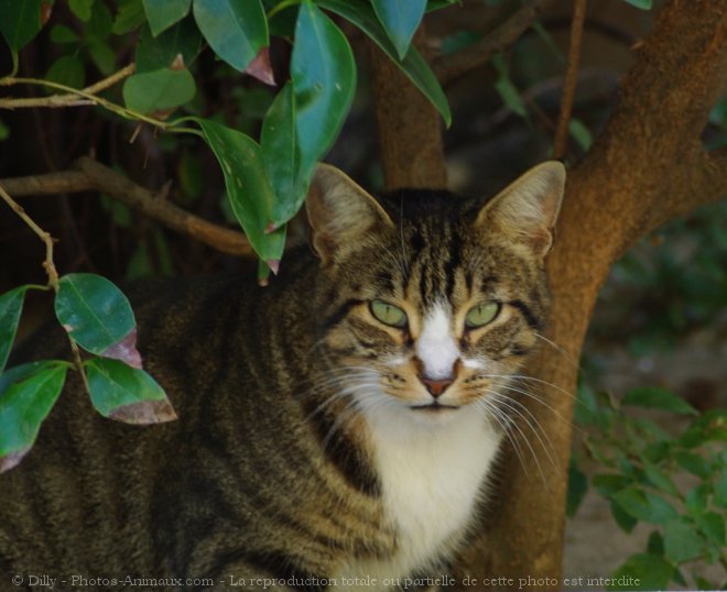 Photo de Chat domestique