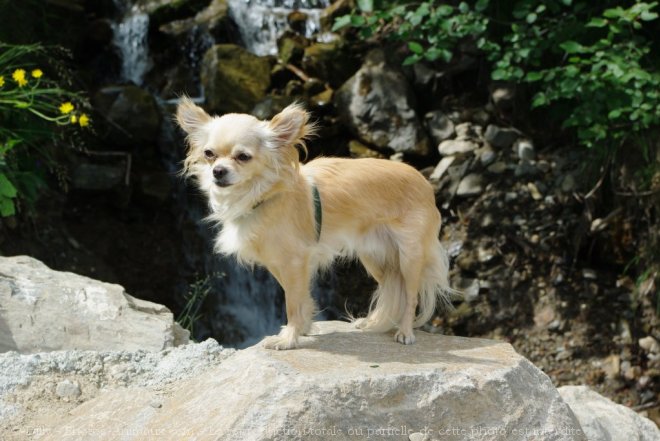 Photo de Chihuahua  poil long