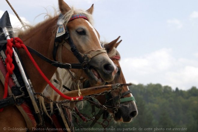 Photo de Haflinger