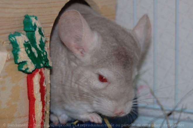 Photo de Chinchilla