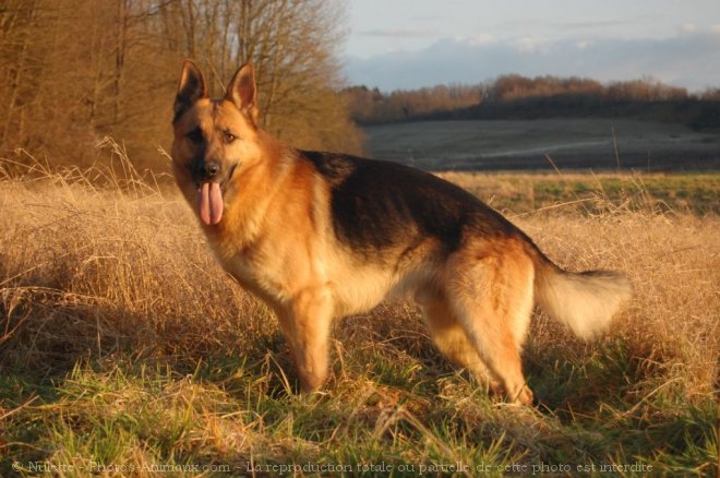 Photo de Berger allemand  poil court