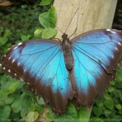 Photo de Papillon - morpho bleu