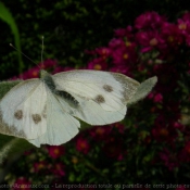 Photo de Papillon