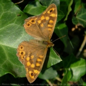 Photo de Papillon