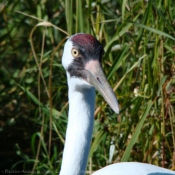 Photo de Grue antigone