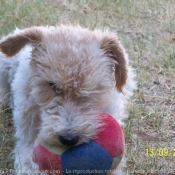 Photo de Fox terrier  poil dur