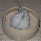 Photo de Hamster