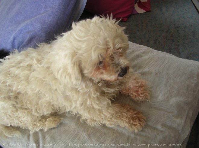 Photo de Bichon maltais