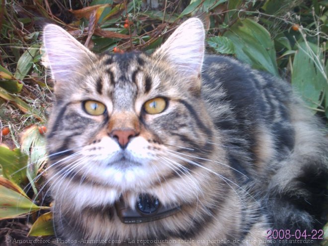 Photo de Maine coon