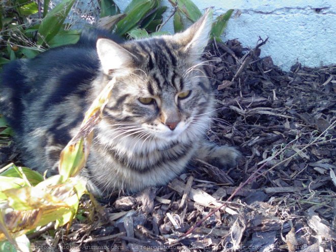 Photo de Maine coon