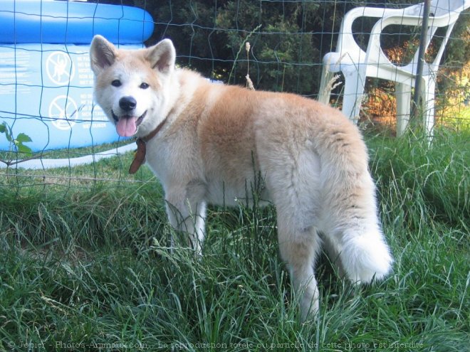 Photo d'Akita inu