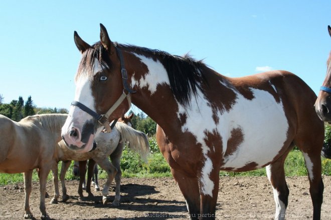 Photo de Paint horse