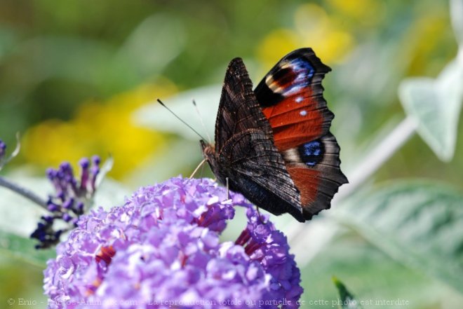 Photo de Papillon - paon du jour