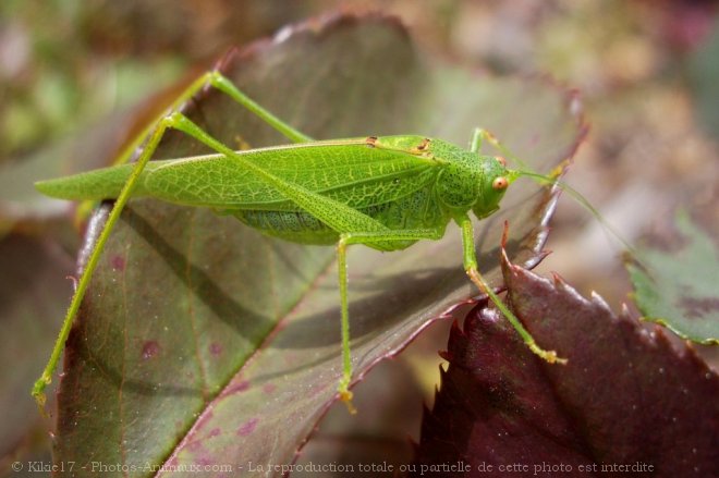 Photo de Sauterelle