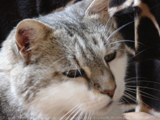 Photo de Chat domestique