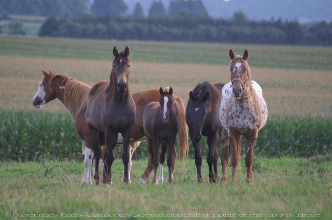 Photo de Races diffrentes