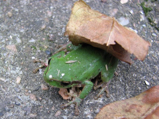 Photo de Grenouille - rainette