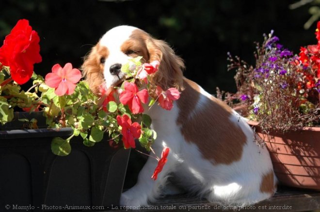 Photo de Cavalier king charles spaniel