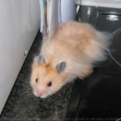 Photo de Hamster