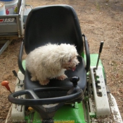 Photo de Bichon maltais