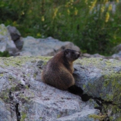 Photo de Marmotte