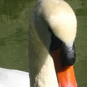 Photo de Cygne