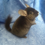 Photo de Chinchilla