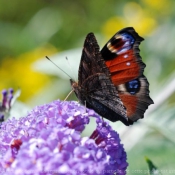 Photo de Papillon - paon du jour