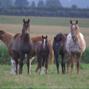 Photo de Races diffrentes