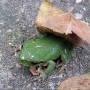 Photo de Grenouille - rainette