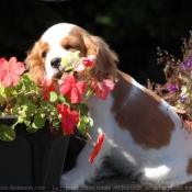 Photo de Cavalier king charles spaniel