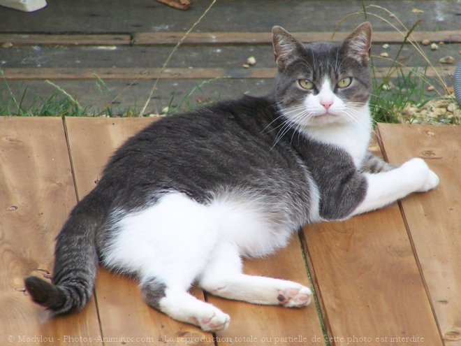 Photo de Chat domestique