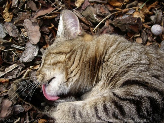 Photo de Chat domestique