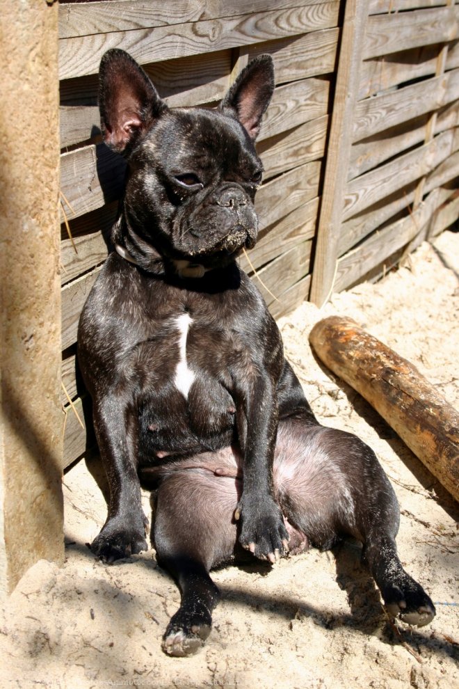 Photo de Bouledogue franais