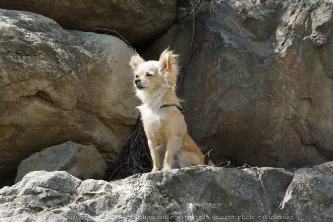 Photo de Chihuahua  poil long