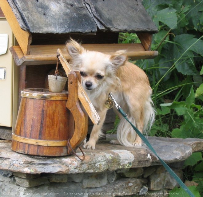 Photo de Chihuahua  poil long