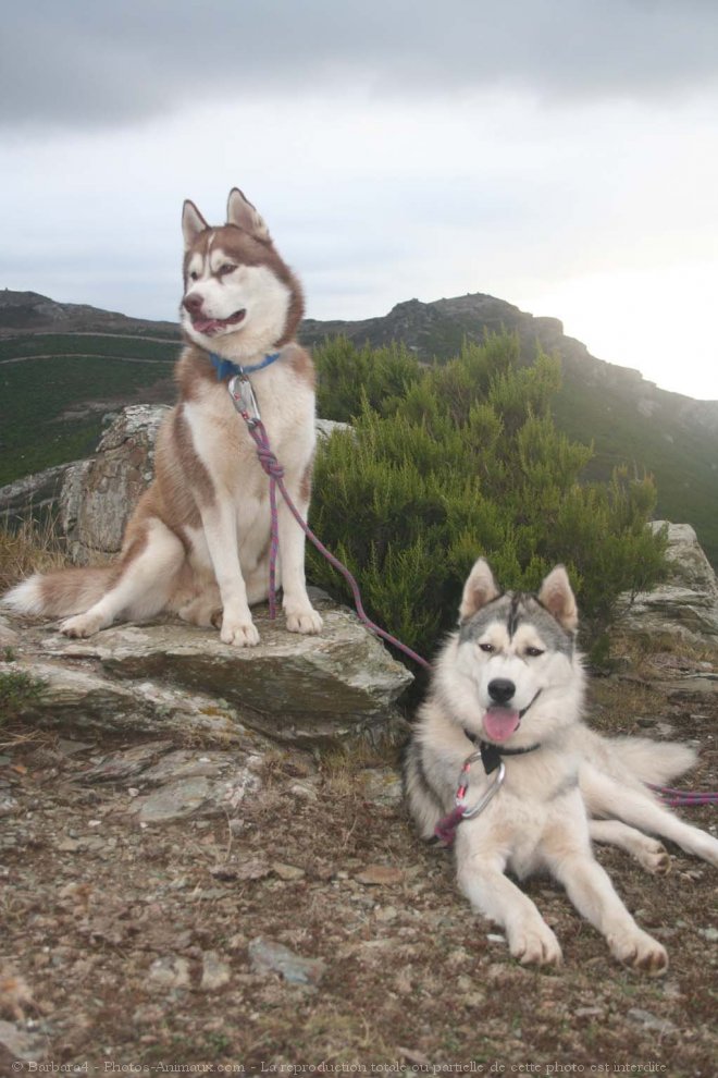 Photo de Husky siberien