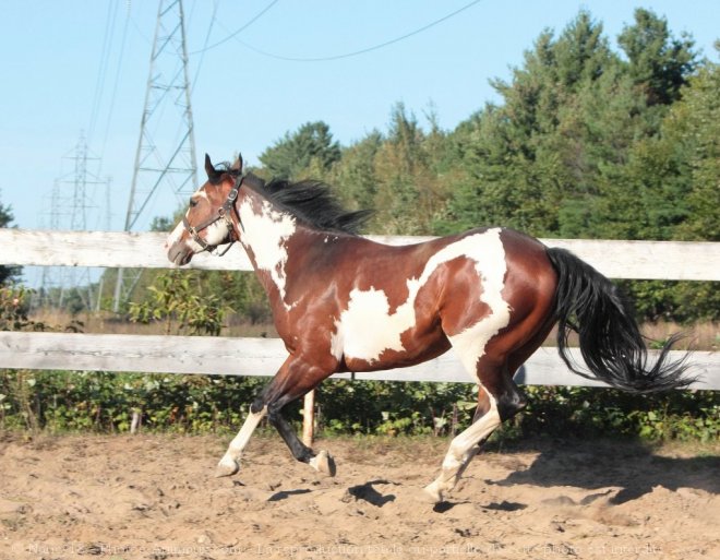 Photo de Paint horse