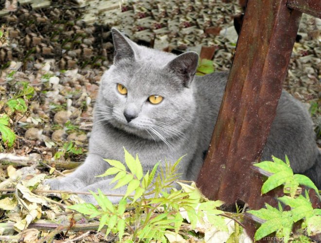 Photo de Chartreux