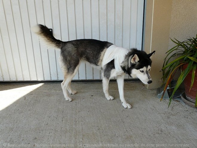 Photo de Husky siberien