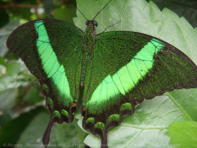 Photo de Papillon