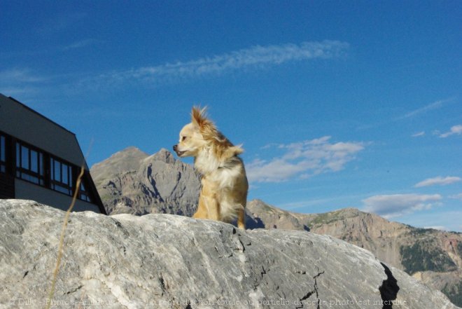 Photo de Chihuahua  poil long